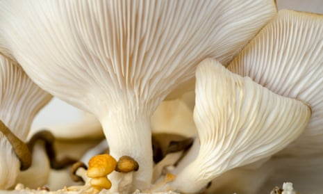 File photo of oyster mushrooms