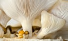 Mushrooms are magic in the tussle with frizzy hair, says Dyson Mushrooms are magic in the tussle with frizzy hair, says Dyson