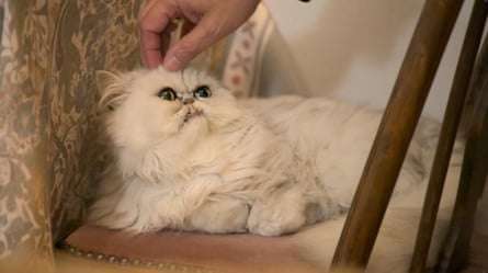 A cat sitting on a chair