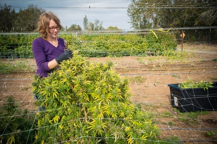 A cannabis harvest at East Fork Cultivars, Oregon.