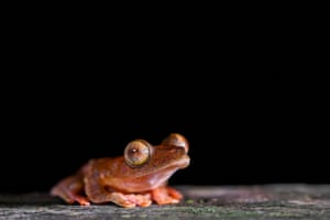 A small orange and pink frog on a black background