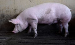 Hog farm in Kenyon, Minnesota