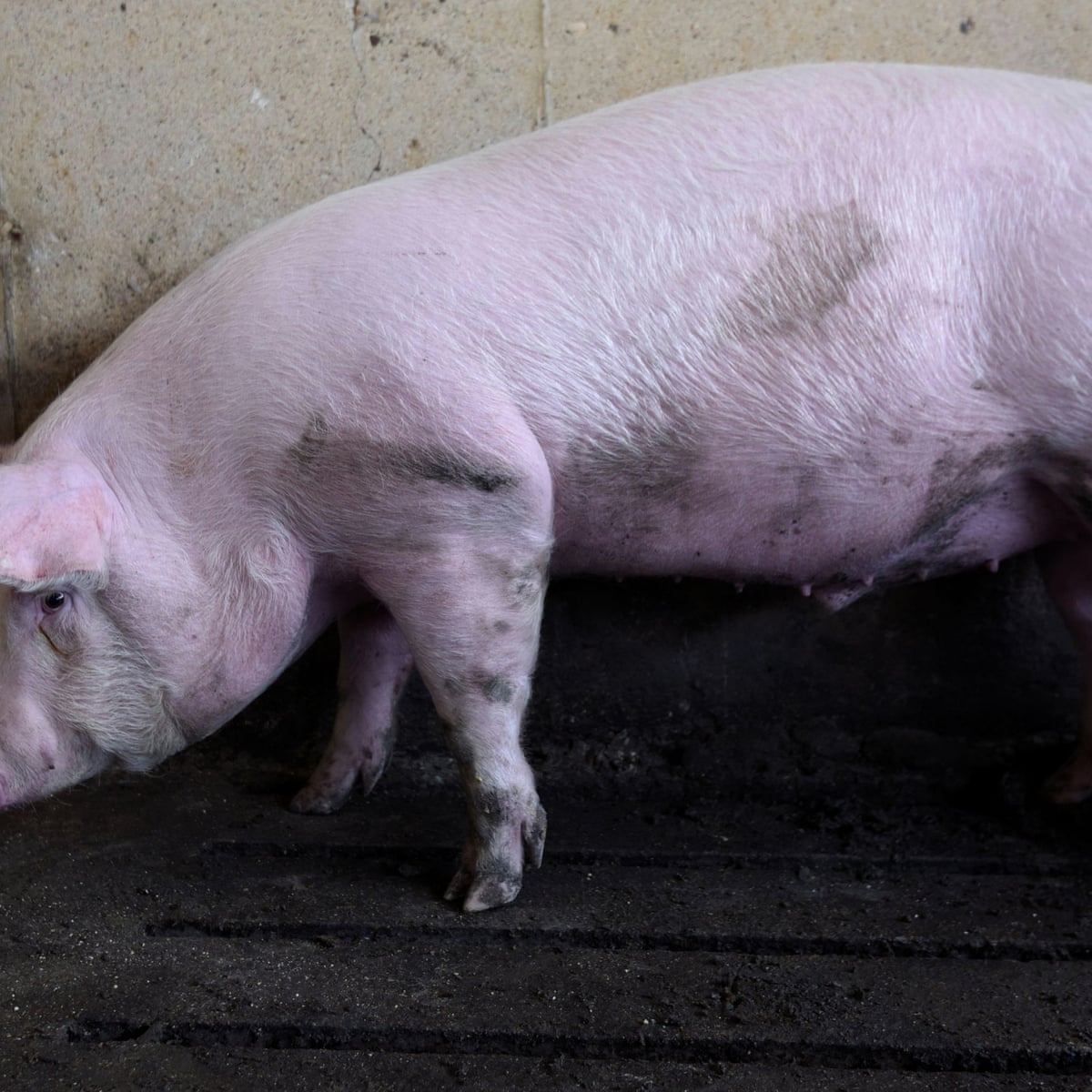How does one of the world's biggest pork firms go bust during a