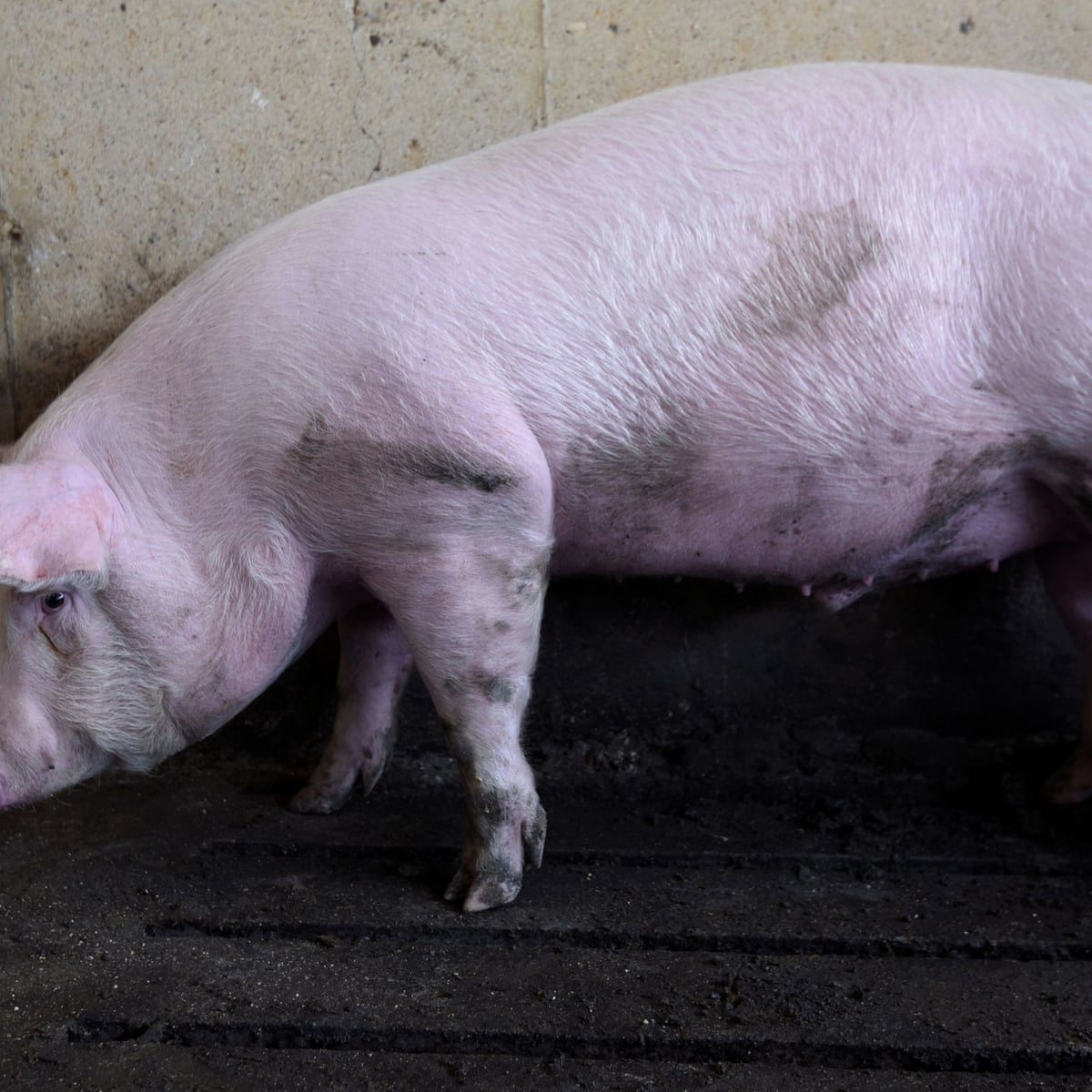 How Does One Of The World S Biggest Pork Firms Go Bust During A Boom Pork The Guardian How Does One Of The World S Biggest Pork Firms Go Bust During A Boom Pork The Guardian