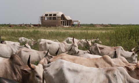 A herd of cattle walk past the half-built welcome centre for Akon City in Mbodiène