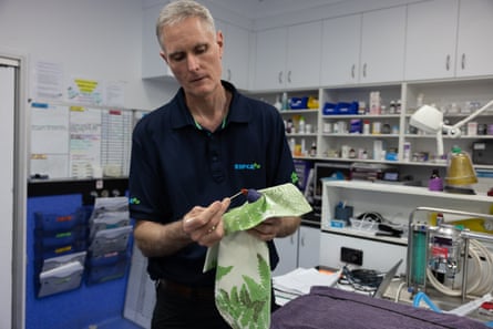 A vet examines a lorrikeet