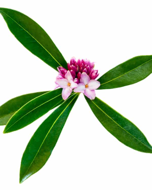 Plants to bring you glorious scent all year round | Gardening advice