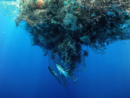 A dead tuna in a huge ball of tangled fishing nets in the ocean off Hawaii.