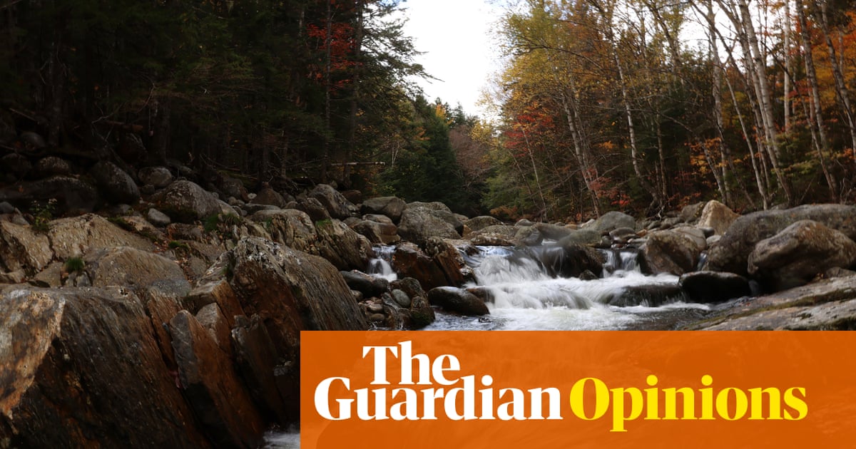 A pristine national forest, photographed just before someone at USDA labels it an “impediment to responsible forest management” and turns it into a gravel driveway for a logging company.