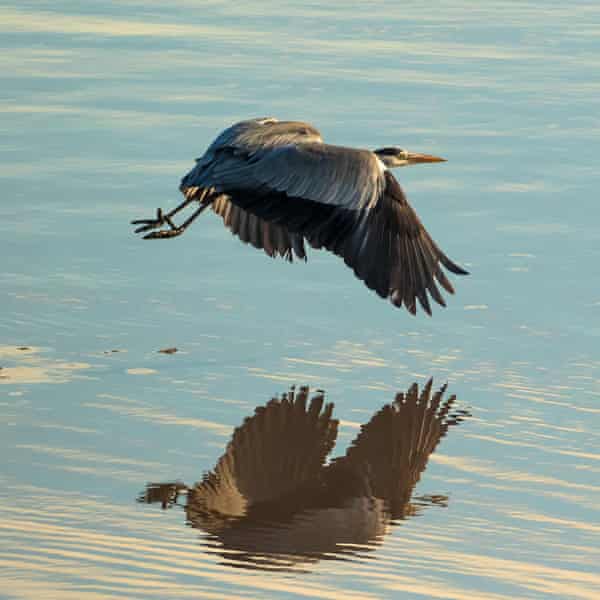 Heron reflected in water