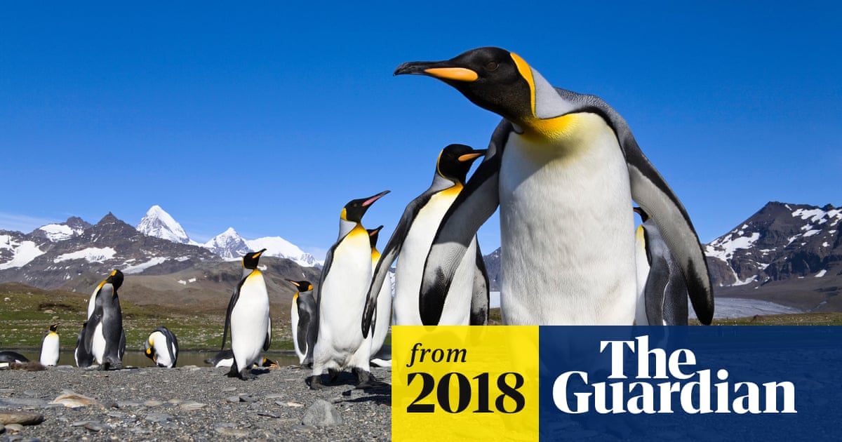 Antarctica's king penguins 'could disappear' by the end of the century