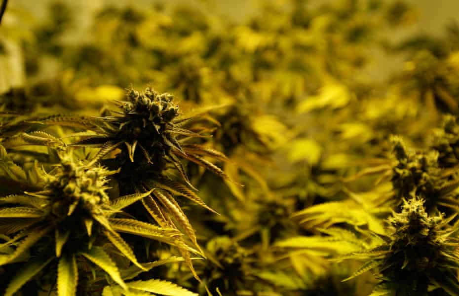 Not So Green How The Weed Industry Is A Glutton For Fossil Fuels Cannabis The Guardian Not So Green How The Weed Industry Is A Glutton For Fossil Fuels Cannabis The Guardian