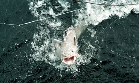 Patagonian toothfish