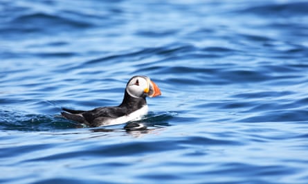 A puffin in Puffin Bay, Herm, Channel Islands