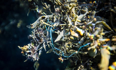Plastic pollution in a kelp forest, Treshnish Isles, Scotland