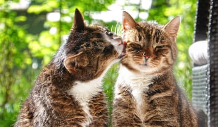 The inner lives of cats: what our feline friends really think about hugs, happiness and humans | Cats | The Guardian