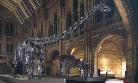 Dippy the dinosaur stands on display in the Natural History Museum in London.