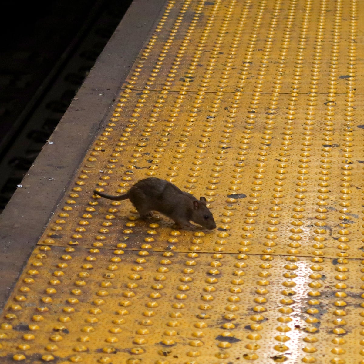 Cdc Warns Of Aggressive Cannibal Rats Facing Shortage Of Garbage