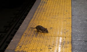 rat on new york subway