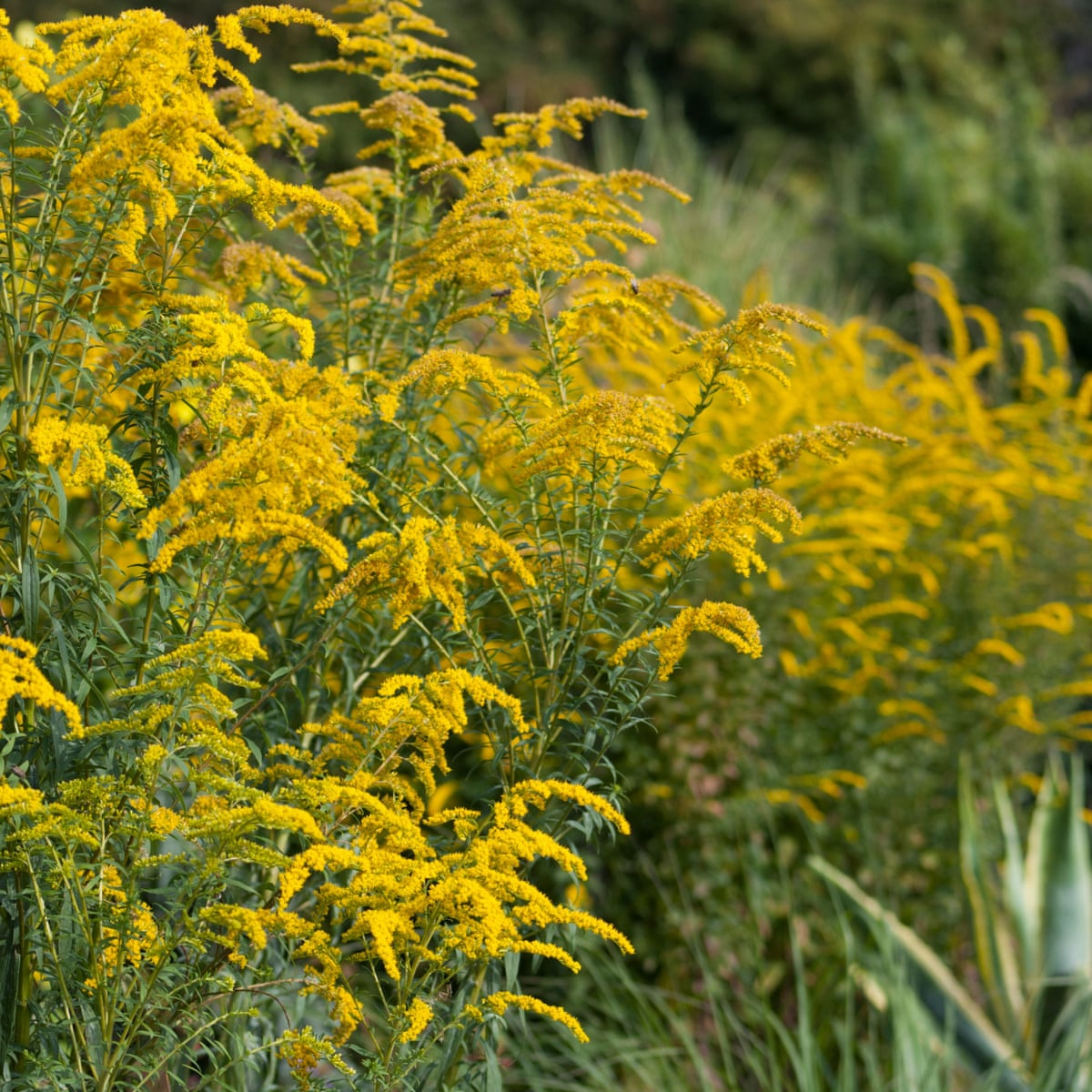Solid Go Rugosa Solidago Fireworks