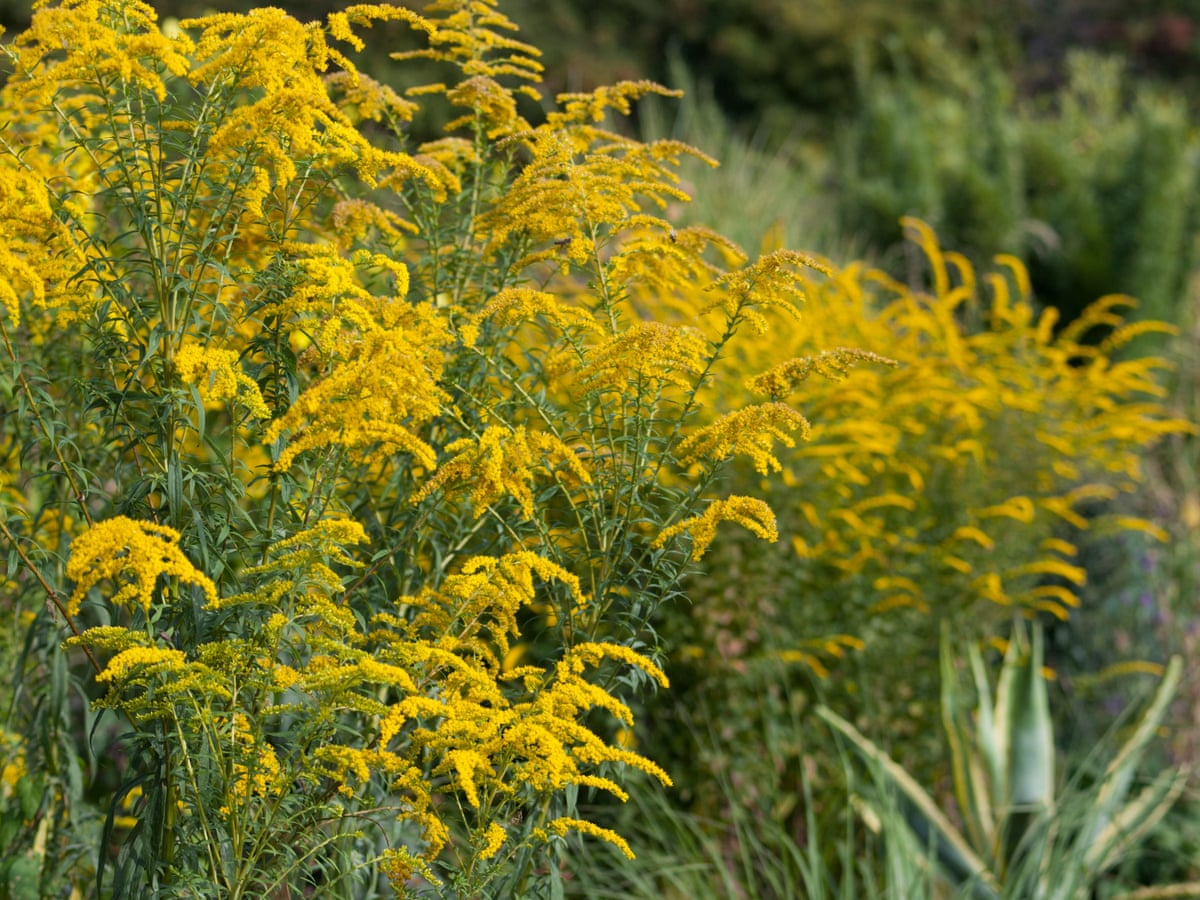 Gardens What To Do This Week Gardens The Guardian Gardens What To Do This Week Gardens The Guardian