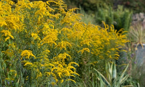 Solidago rugosa ‘Fireworks’: ‘It’s a clumper, not a spreader.’