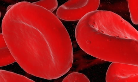Red blood cells. Researchers found evidence that infusions of young blood could speed up muscle repair in older animals.