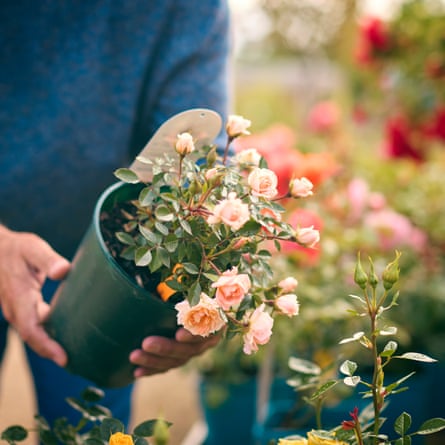 Close Up Of Man Outdoors In Garden Centre Choosing Plants And Buying Rose