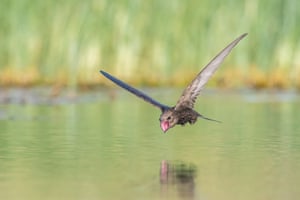 Common swifts live their lives on the wing and are a challenge to capture in flight. With a diet of flying insects, they need to drink from time to time, and they even do that on the wing
