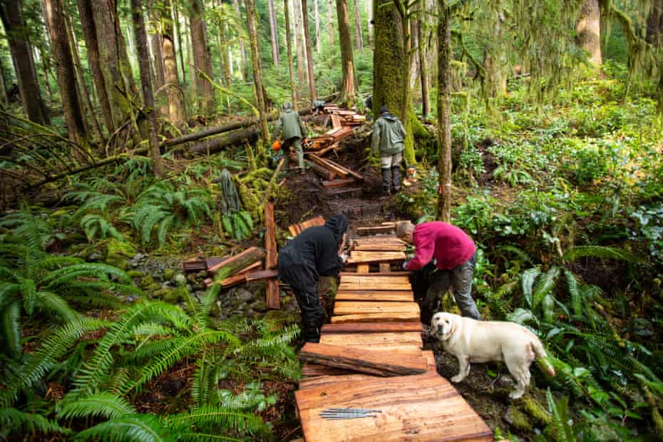 Activists build wooden walkways in a stand of ancient old growth forest that is set to be logged in the near future.