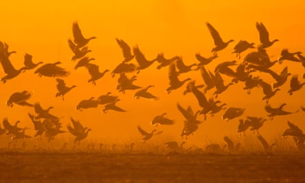 Pink-footed geese in Norfolk at dawn.