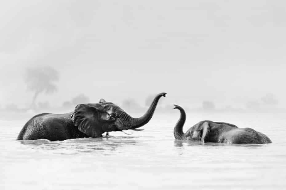 elephants at a waterhole