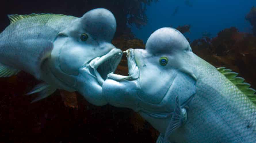 two male kobudai fighting in Blue Planet.