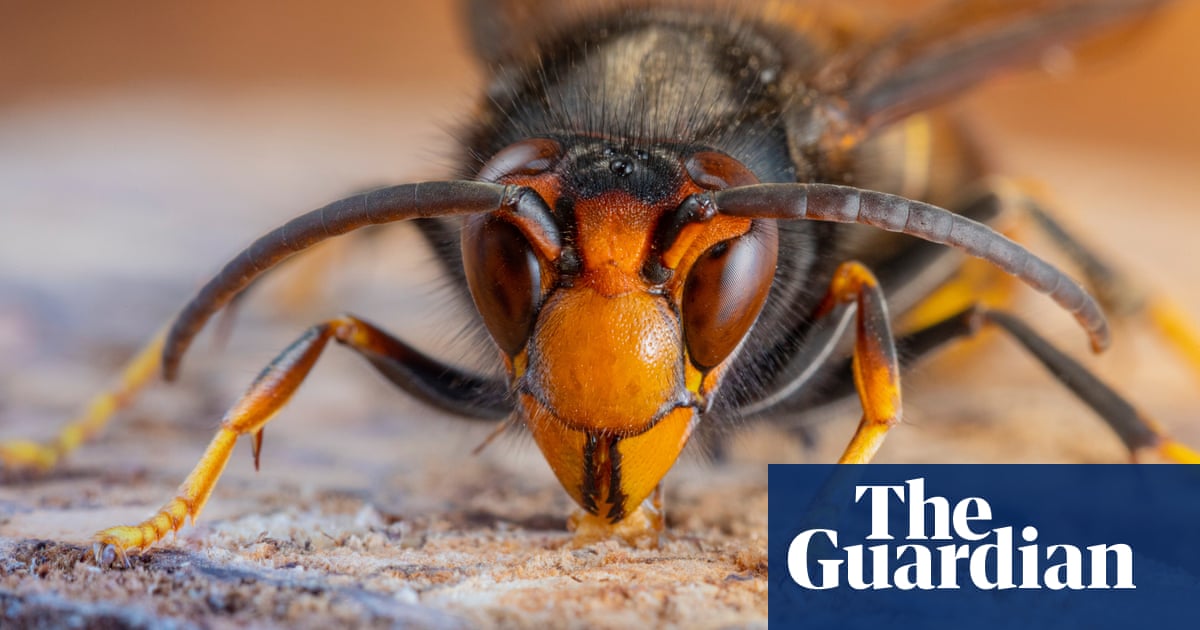 Asian hornet may have become established in UK, sighting suggests | Insects