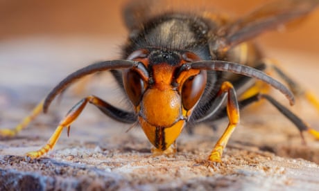 Asian hornet may have become established in UK, sighting suggests