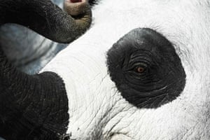 An elephant painted like a panda poses for pictures at the Golden Mount in Ayutthaya in Thailand as part of a WWF event to raise awareness of the endangered species