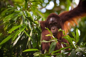 The main threat to the survival of orangutan populations in the wild is the massive expansion of palm oil plantations in Borneo and Sumatra.