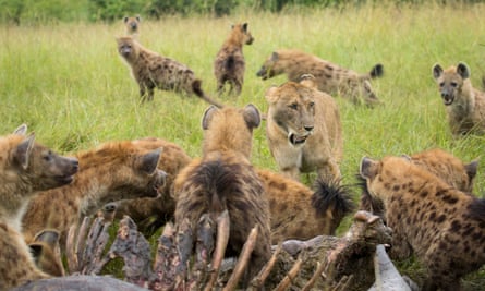 Hungry lions had to swallow their pride and share their meal with a pack of hyenas. The big cats were feasting on the carcass of a massive hippo, when the scavengers turned up wanting a piece of the action. The heavily outnumbered lions initially tried to fight them off, but were eventually humbled into sharing their dinner.