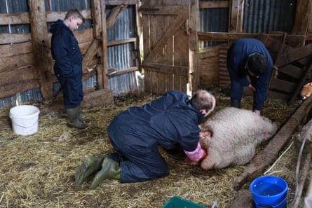 Farmers helping a sheep in labour.