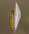 A burnet moth caterpillar and cocoon.