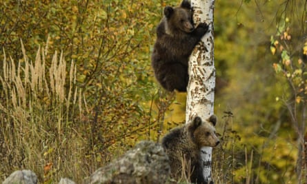 European brown bears climbing a tree