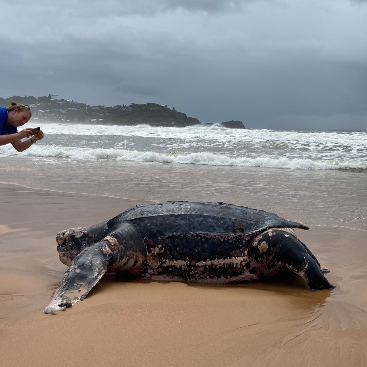 Leatherback Sea Turtle Endangered
