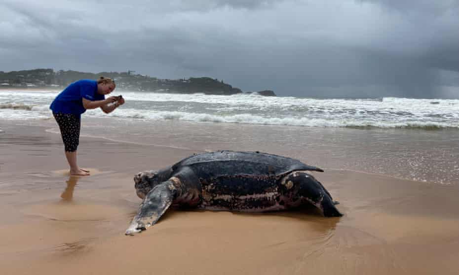 La extraña muerte de la tortuga gigante de 1.80 metros de largo y en peligro de extinción 1 Los restos de una tortuga laúd gigante, que llegó a la costa de Avoca Beach en la costa central de Nueva Gales del Sur.