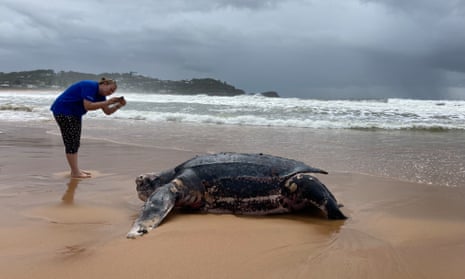 The remains of a giant leatherback turtle, which washed ashore at Avoca Beach on NSW central coast.