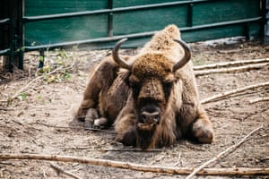 bison lying on the ground
