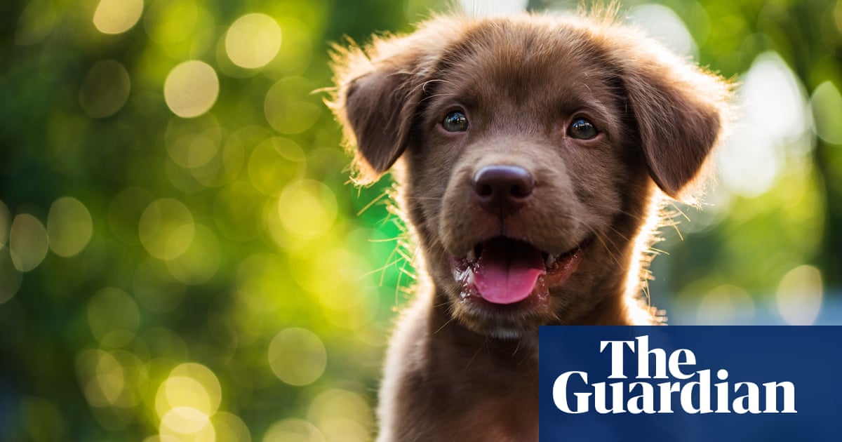 След Covid гледката на торби с кучешки изпражнения висящи от