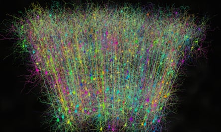 A ‘brainbow’: a simulation of pyramidal cells in the cerebral cortex.