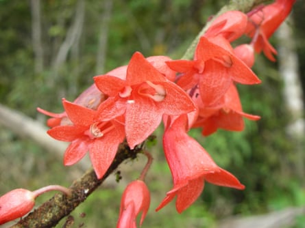 A cluster of beautiful bell-shaped pinkish-red flowers on a stem
