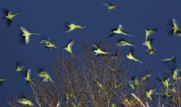 Bright green birds taking off from a tree