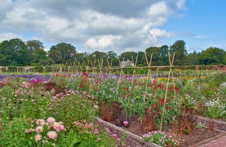 Sweet peas at Gordon Castle.